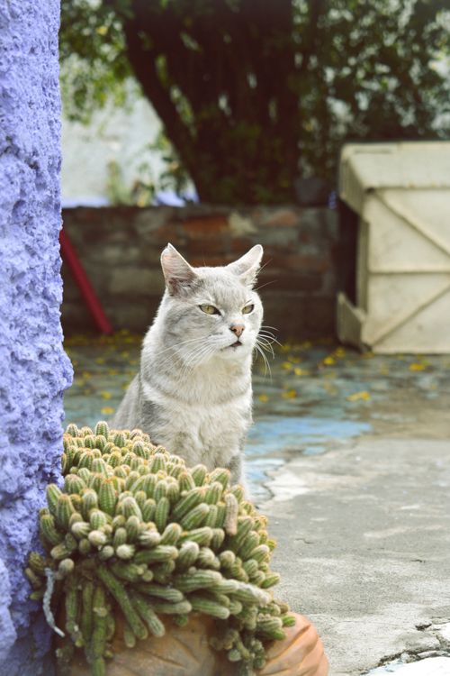 Minou
