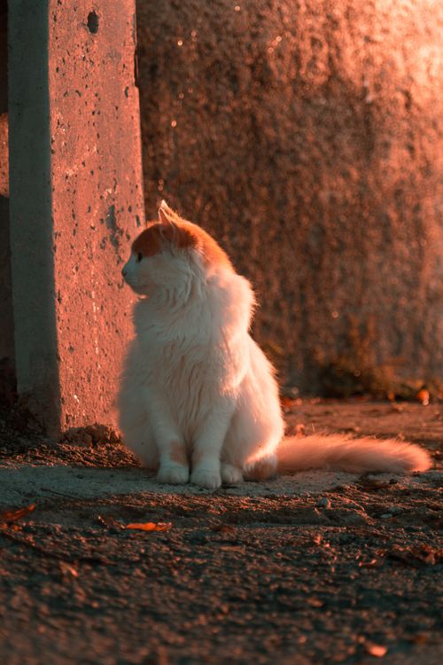Choupette