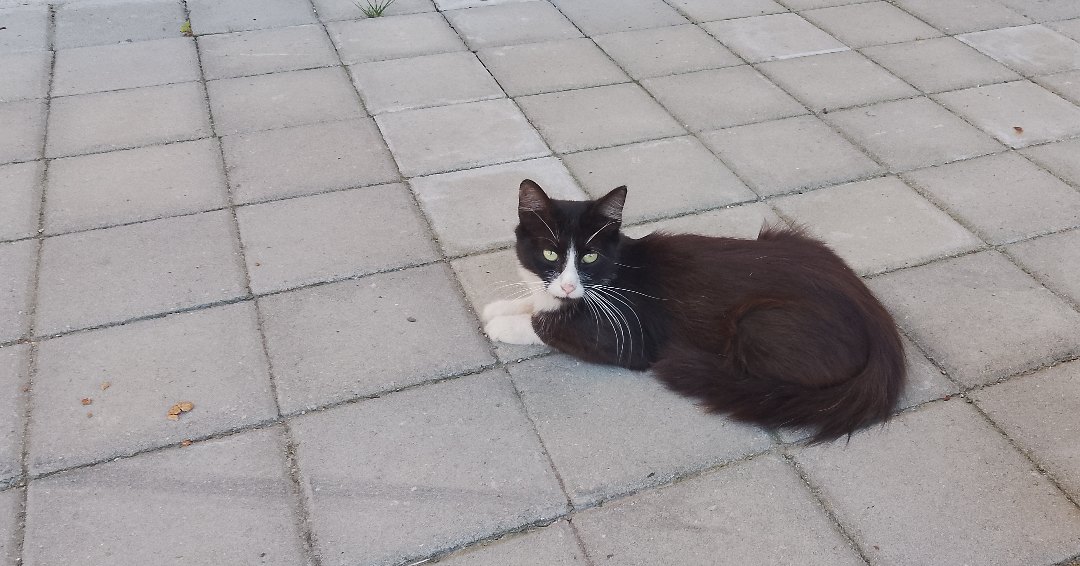 Puhkavelka